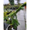 Jedle kavkazská 'Robusta'  Abies nordmanniana 'Robusta'
