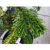 Jedle kavkazská 'Robusta'  Abies nordmanniana 'Robusta'
