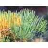 Jedle ojíněná 'Wintergold'  Abies concolor 'Wintergold'