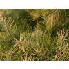Abies concolor Wintergold