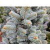 Jedle plstnatoplodá 'Compacta'  Abies lasiocarpa 'Compacta'