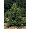 cephalonica2