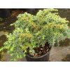 Jedlovec kanadský 'Jeddeloh'  Tsuga canadensis 'Jeddeloh'
