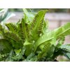 44439 1 jeleni jazyk celolisty phyllitis scolopendrium