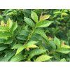 Jilm habrolistý 'Jacqueline Hillieri'  Ulmus minor 'Jacqueline Hillieri'
