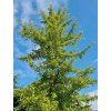 ginkgo