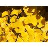Jinan dvoulaločný 'Mariken'  Ginkgo biloba 'Mariken'