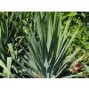 yucca