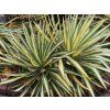 Juka vláknitá 'Color Guard' - Yucca filamentosa 'Color Guard'  Yucca filamentosa 'Color Guard'