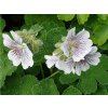 Kakost Renardův - Geranium renardii  Geranium renardii