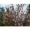 Kalina bodnanská 'Dawn'  Viburnum x bodnantense 'Dawn'