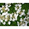 Kalina �asnat� �Lanarth� (Balen� kontejner C15, Tvar ke�, v��ka 120-140cm)