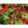 Kalina obecná 'Compactum'  Viburnum opulus 'Compactum'