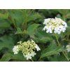 Kalina obecná 'Compactum'  Viburnum opulus 'Compactum'