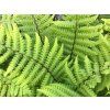 Kapraď Wallichova - Dryopteris wallichiana  Dryopteris wallichiana