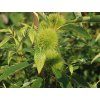 Kaštanovník jedlý 'Bouche de Betizac' - kontejner  Castanea sativa 'Bouche de Betizac'
