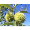 Castanea Bouche de Betizac