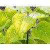 Catalpa Aurea (1)