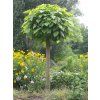 Katalpa trubačovitá 'Nana'  Catalpa bignonioides 'Nana'