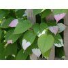Kiwi 'Adam'  Actinidia kolomikta 'Adam'