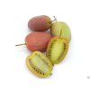 Kiwi 'Bingo'  Actinidia arguta 'Bingo'