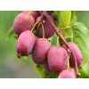 Kiwi 'Bingo'  Actinidia arguta 'Bingo'