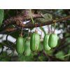 Kiwi 'Dr. Szymanowski'  Actinidia kolomikta 'Dr. Szymanowski'