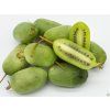 Kiwi 'Jumbo'  Actinidia arguta 'Jumbo'