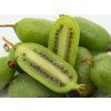 Kiwi 'Jumbo'  Actinidia arguta 'Jumbo'
