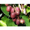 Kiwi 'Ken's Red'  Actinidia arguta 'Ken's Red'