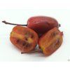 Kiwi 'Purpurna Sadowa'  Actinidia arguta 'Purpurna Sadowa'