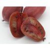 Kiwi 'Purpurna Sadowa'  Actinidia arguta 'Purpurna Sadowa'