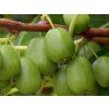 Kiwi 'Viti-Kiwi'  Actinidia arguta 'Viti-Kiwi'