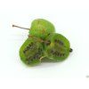 Kiwi 'Viti-Kiwi'  Actinidia arguta 'Viti-Kiwi'