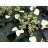 Klanostěnka hortenziová 'Moonlight'  Schizophragma hydrangeoides 'Moonlight'