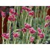 Kociánek dvoudomý 'Rubra' - Antennaria dioica 'Rubra'  Antennaria dioica 'Rubra'