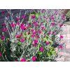 Kohoutek věncový - Lychnis coronaria  Lychnis coronaria