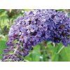 45858 1 komule davidova adonis blue adokeep