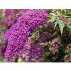 purple2