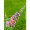 45897 12 45897 12 komule weyerova flower power balen kontejner p12