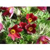 46050 2 koniklec obecny rote glocke pulsatilla vulgaris rote glocke