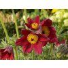 46050 koniklec obecny rote glocke pulsatilla vulgaris rote glocke