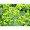 46071 1 kontryhel mekky alchemilla mollis