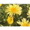 Kopretina 'Goldfinch' - Leucanthemum 'Goldfinch'  Leucanthemum 'Goldfinch'