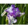 Iris Autumn Circus (2)