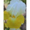 Kosatec německý 'Tulip Festival' - Iris germanica 'Tulip Festival'  Iris germanica 'Tulip Festival'