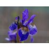 Iris Caesar Brother