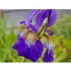 Kosatec sibiřský 'Caesar's Brother' - Iris sibirica 'Caesar's Brother'  Iris sibirica 'Caesar´s Brother'