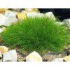 Kost�ava metlovit� �Pic Carlit� - Festuca scoparia �Pic Carlit� (Balen� kontejner 9x9cm)