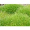 Kostřava metlovitá 'Pic Carlit' - Festuca scoparia 'Pic Carlit'  Festuca scoparia 'Pic Carlit'